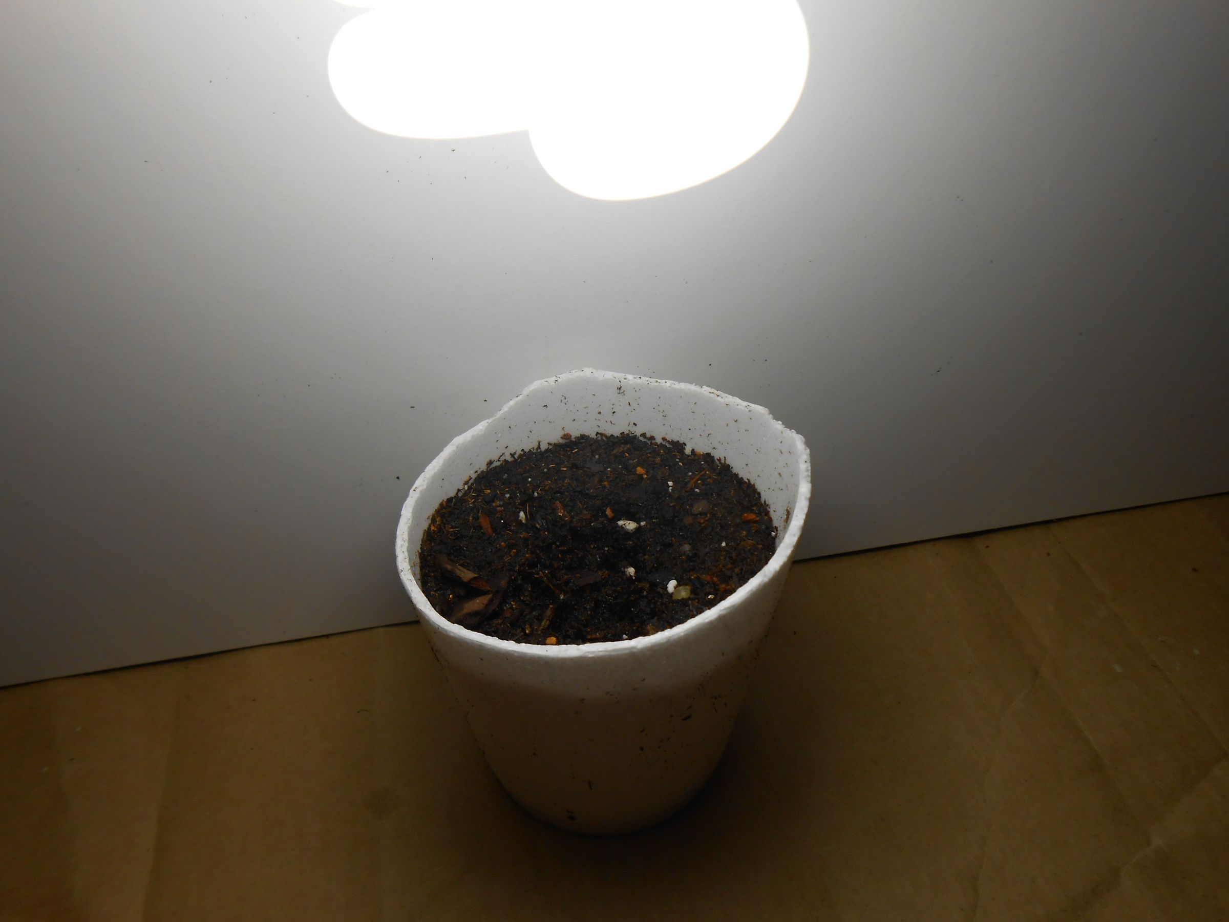 How to Grow Yellow Squash in Containers Instructables