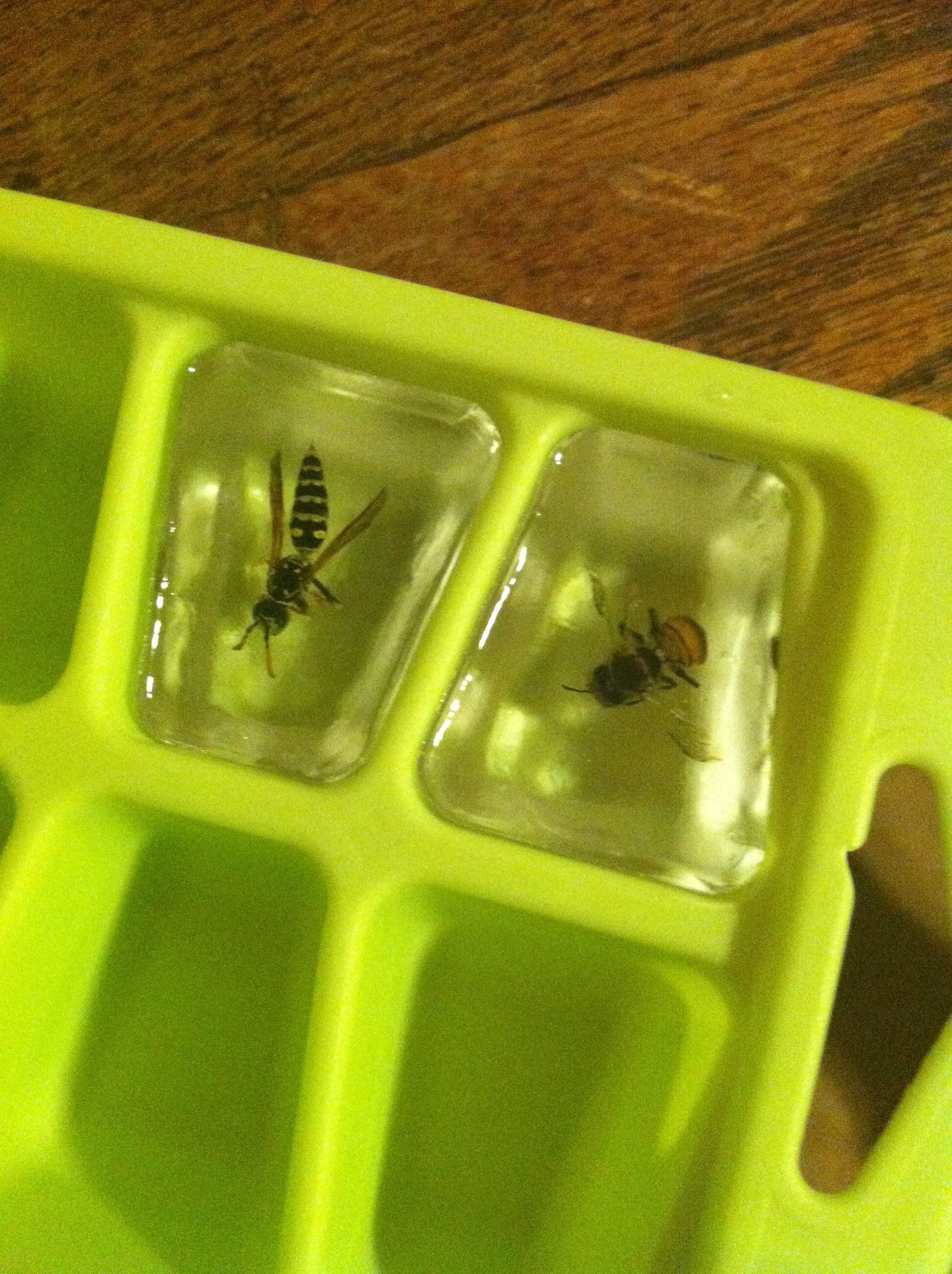 Preserve Insects in Resin 6 Steps (with Pictures) Instructables