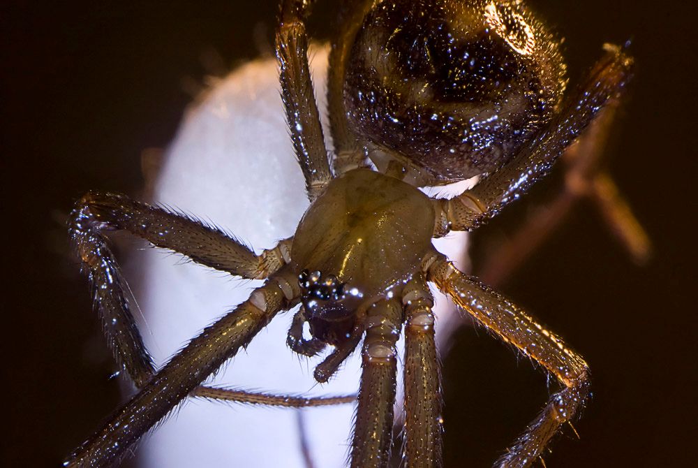 The MacroGyver - or Home Brew Macro Filter