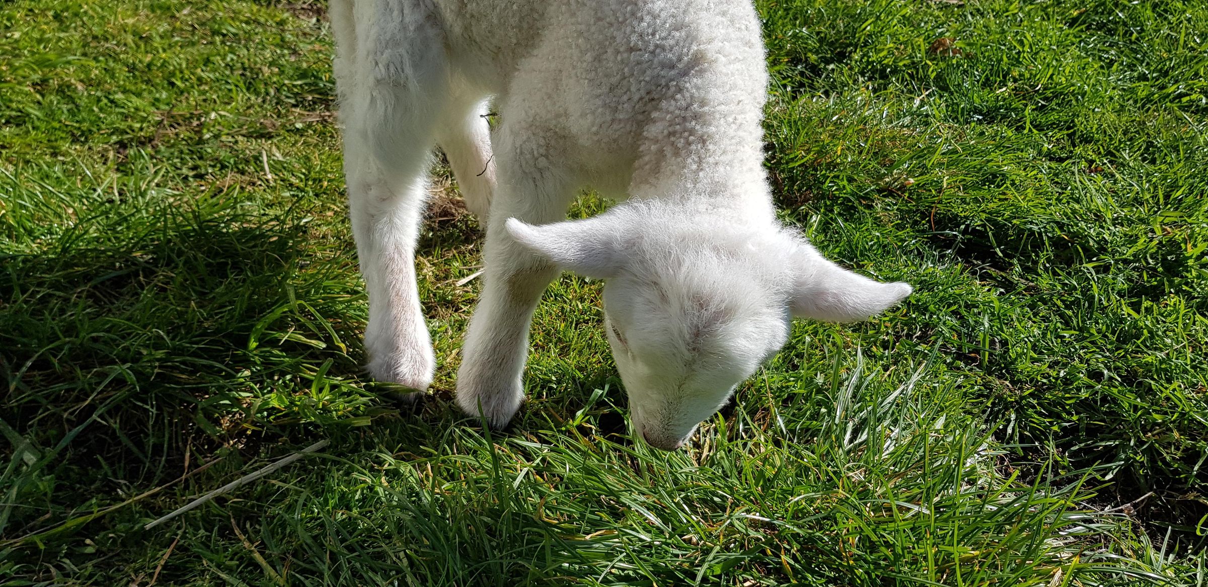 Raising Orphan Lambs 4 Steps (with Pictures) Instructables