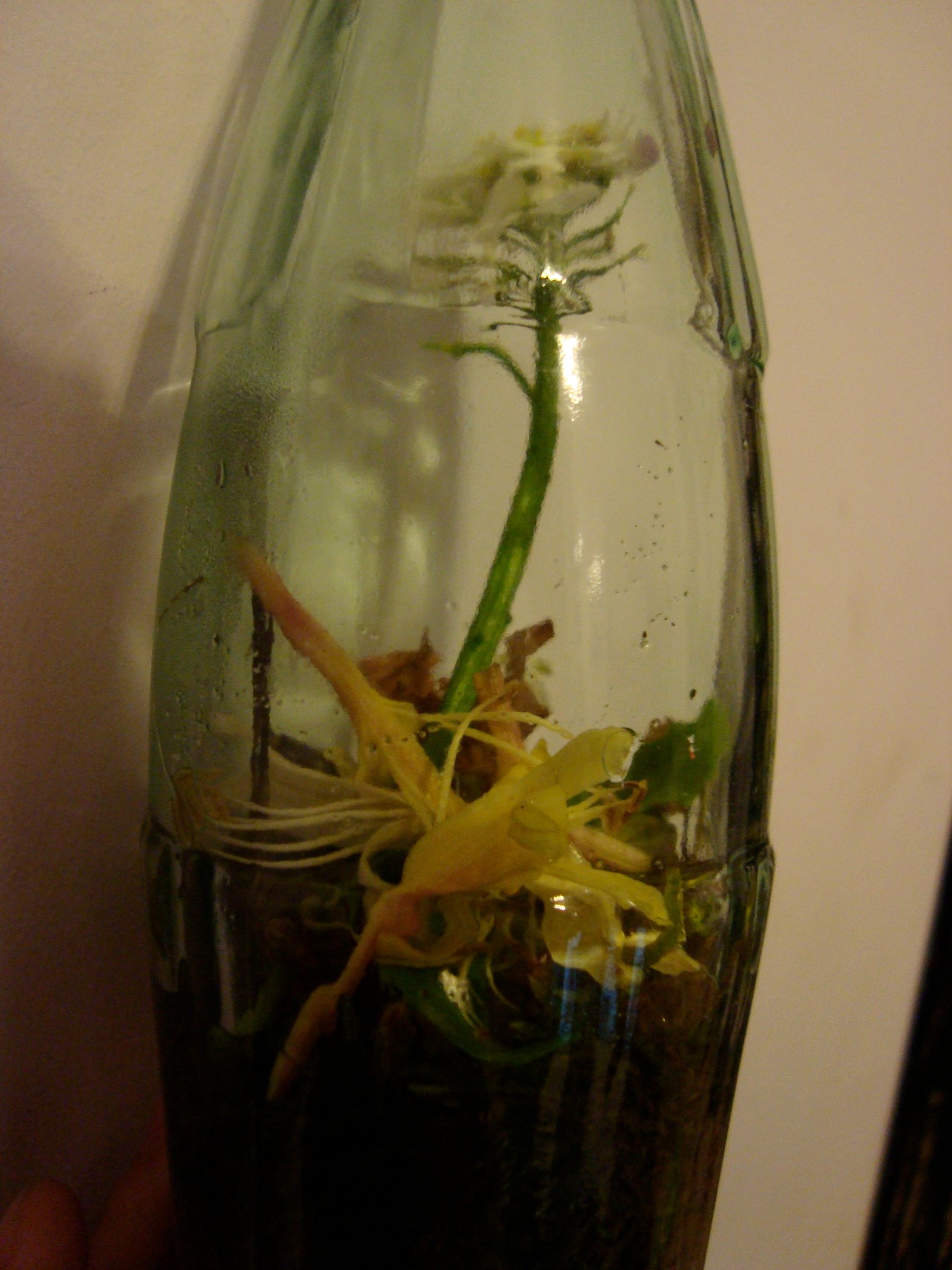 Recycling Those Cool Glass Soda Bottles!