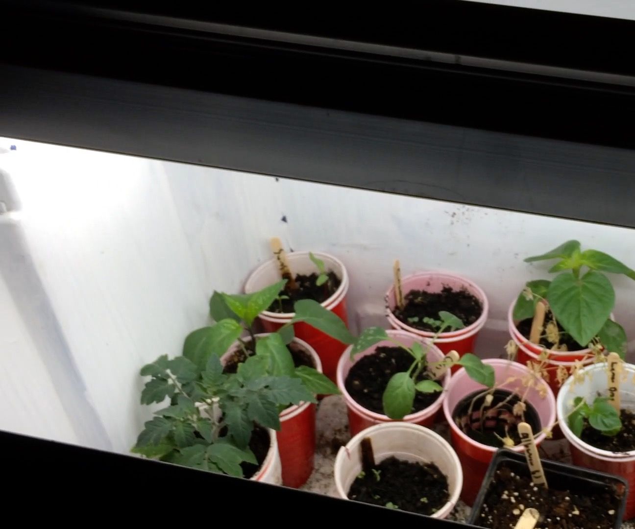 Cheaply Create an Indoor Growing Area With Grow Lights 