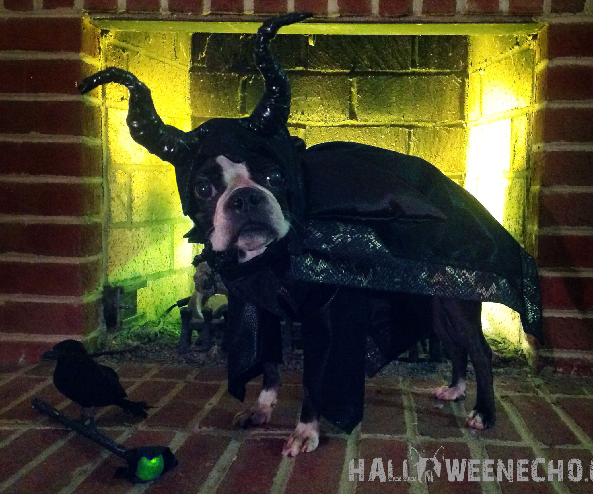 Echo As Maleficent, Mistress of All Evil