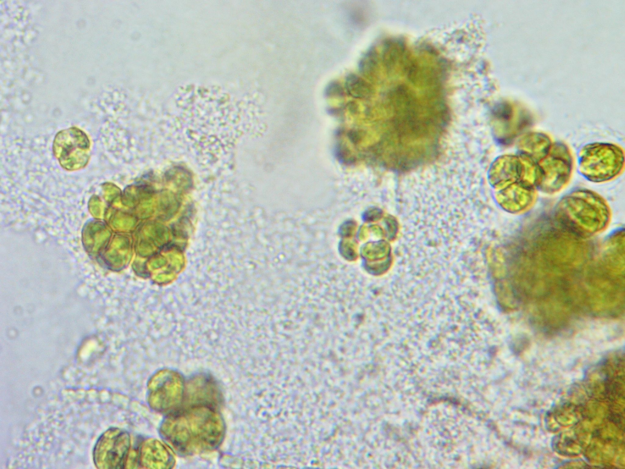 Homemade Jenga Block Spectrophotometer for Algae Experiments 15 Steps Instructables