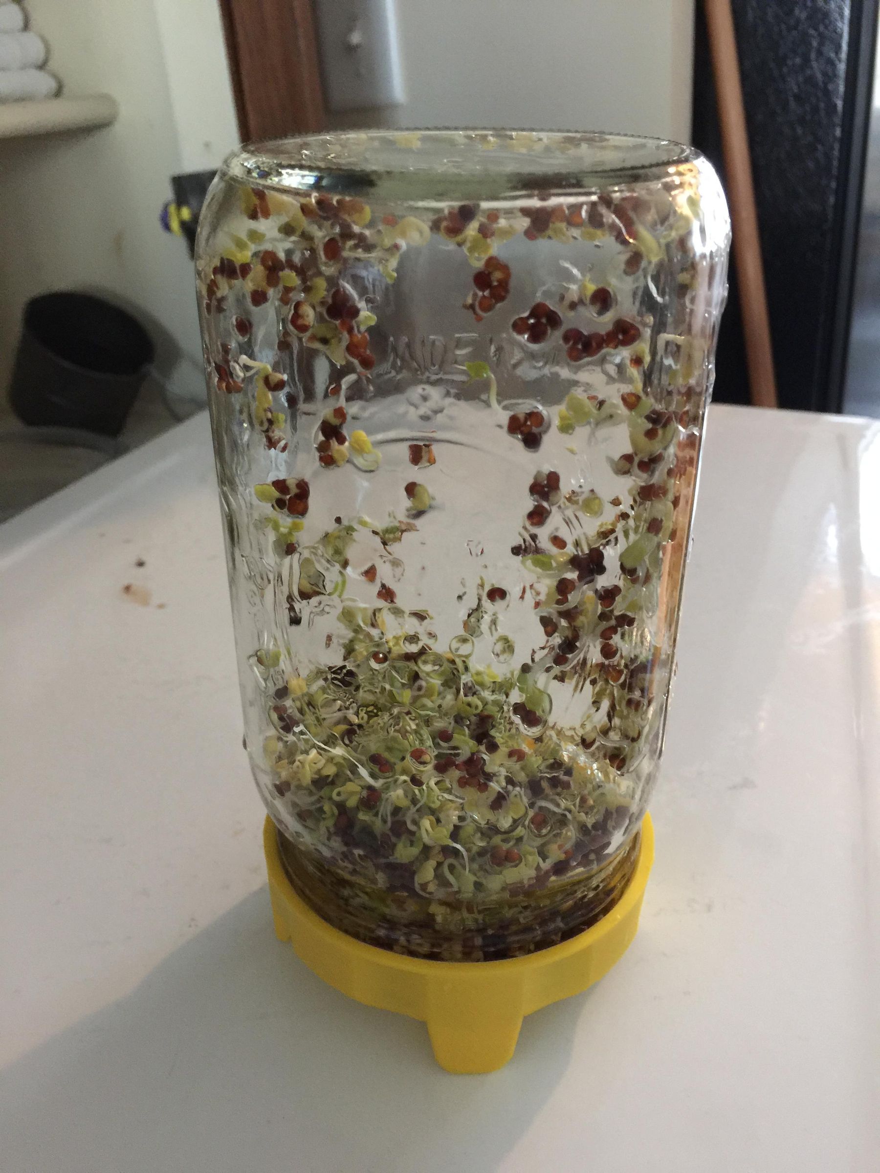 How to Grow Broccoli Sprouts in a Jar 6 Steps (with Pictures