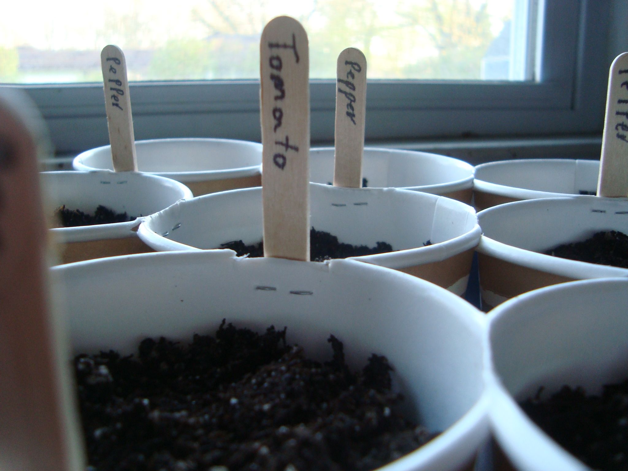 Poor Mans Paper Coffee Cup Garden. : 6 Steps (with Pictures ...