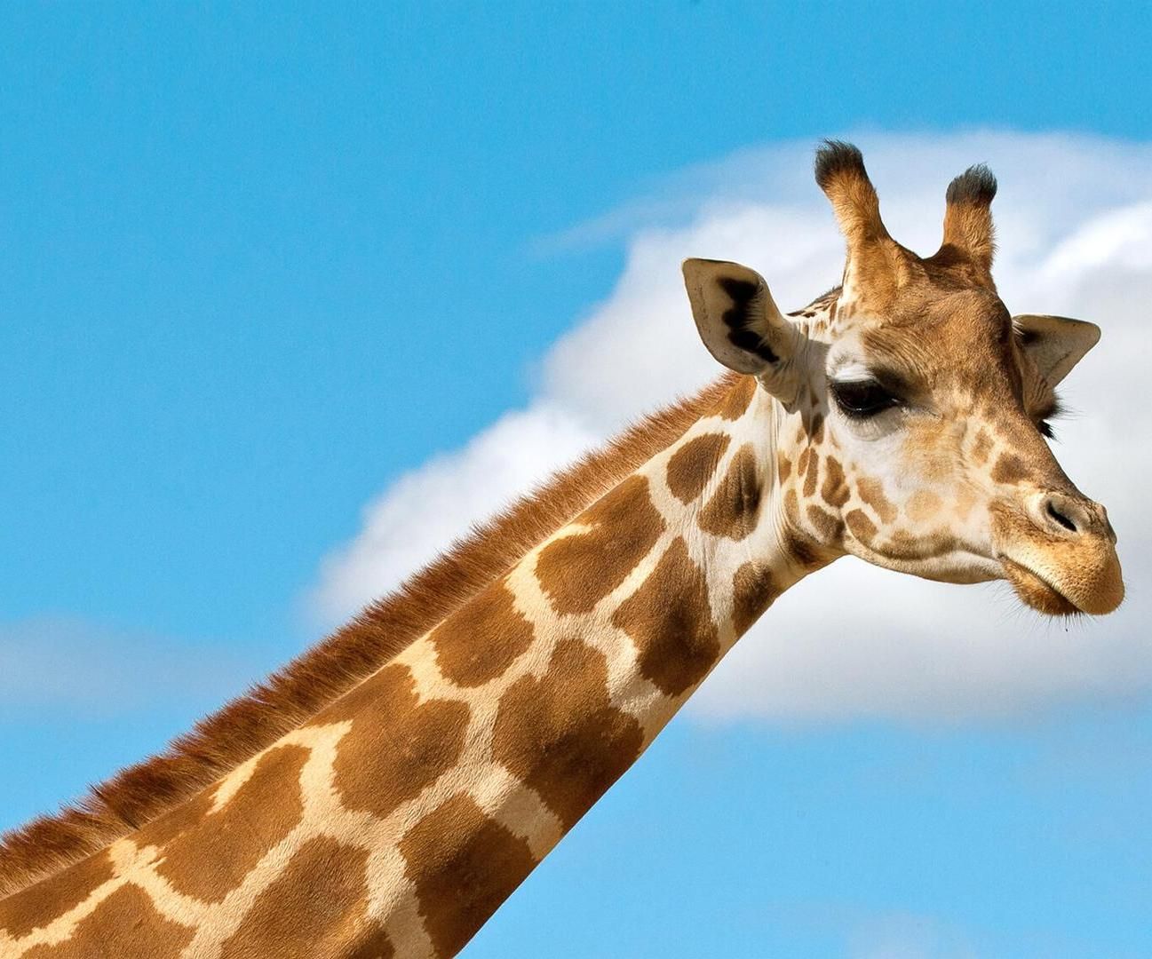 Different Colors In Batch File And Others