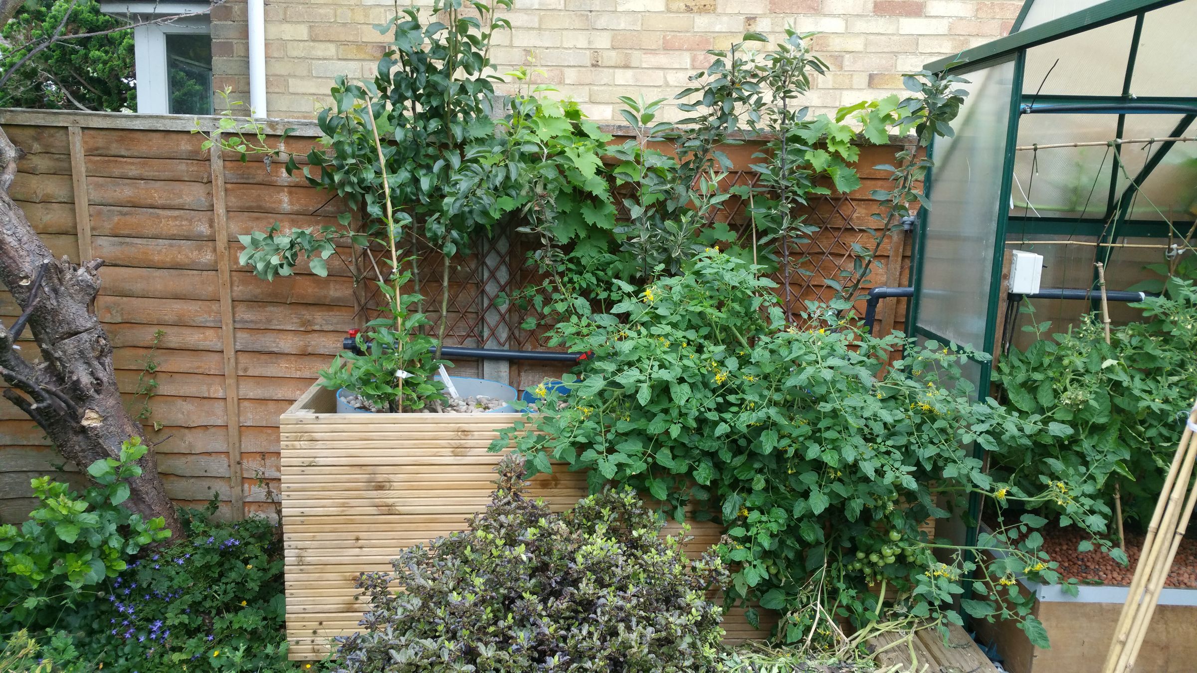 Fruit Trees in Aquaponics Using Dutch Buckets