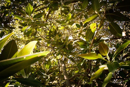 Finding the Perfect Tree