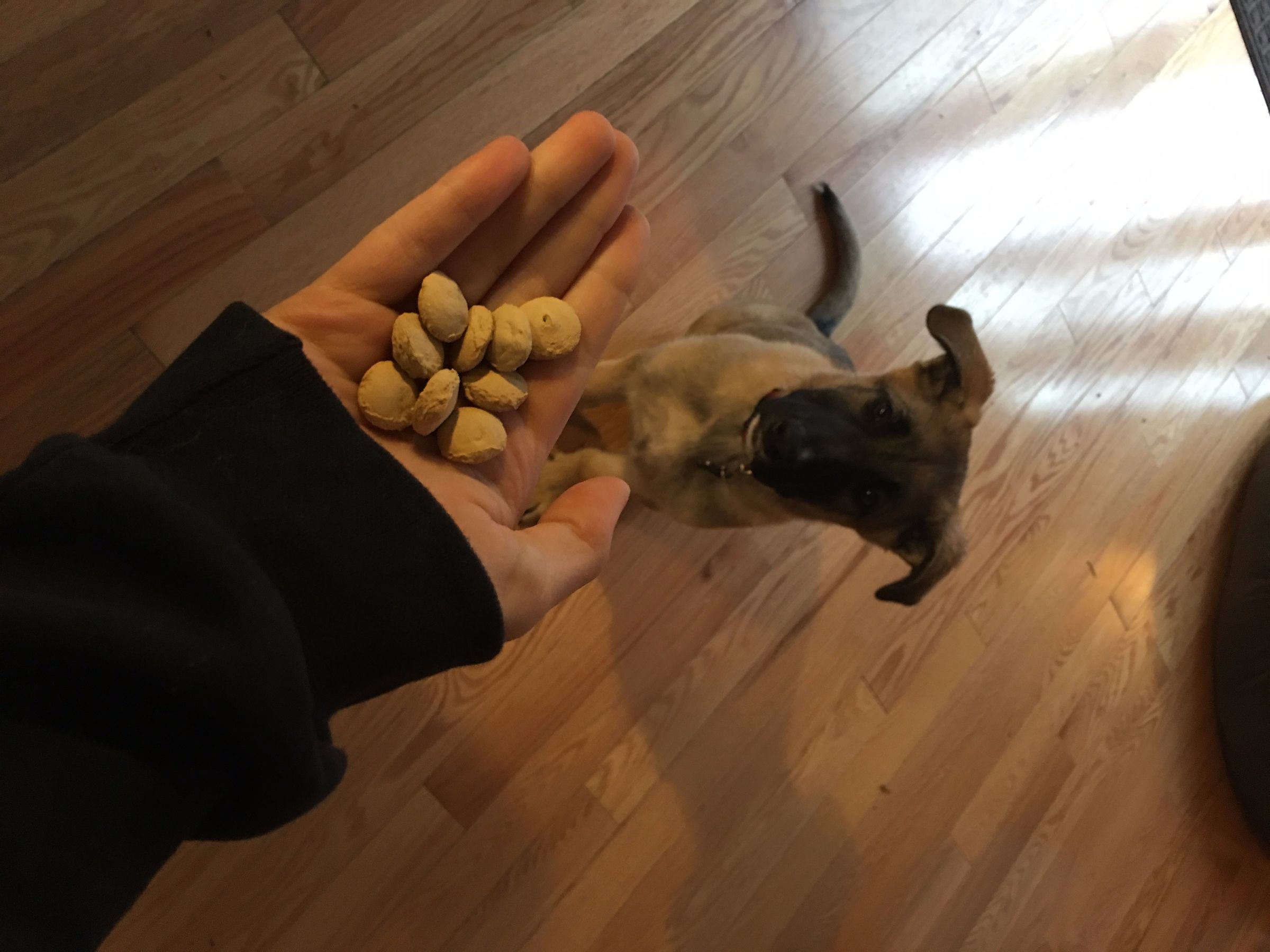 Teaching Your Dog Lie Down 6 Steps Instructables