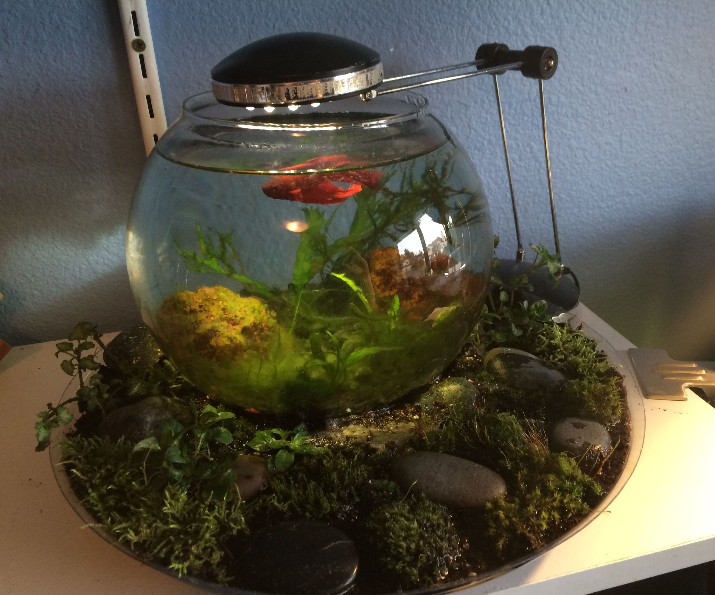 A Beautiful Way to Change Your Betta's Water