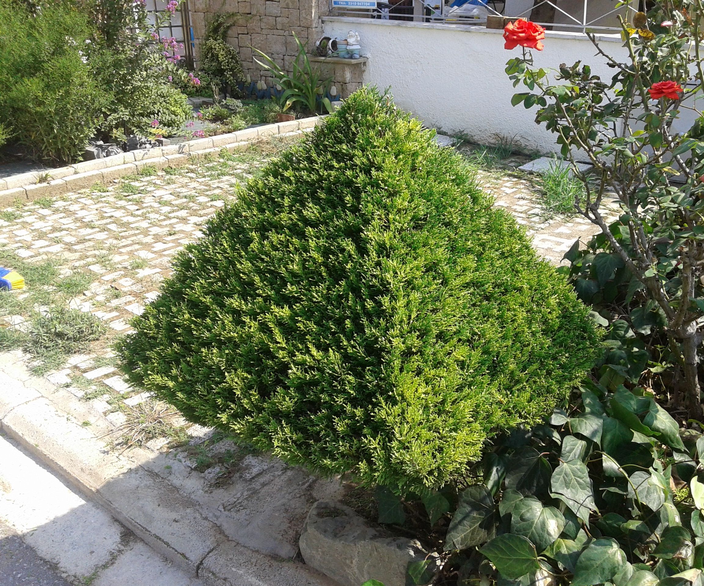 Bush Trimming