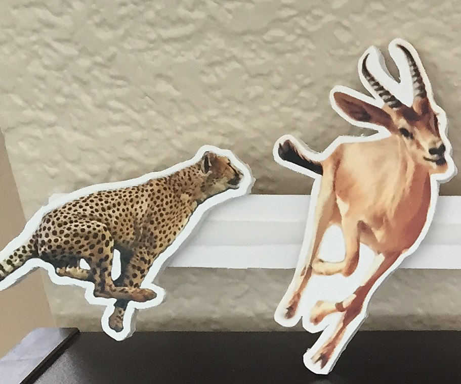 Shoo, Cheetah, Shoo!