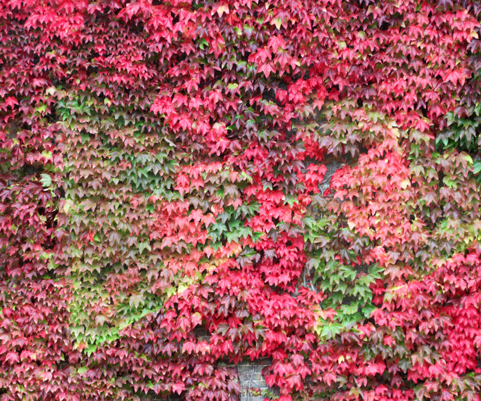 Indian Summer Graffiti