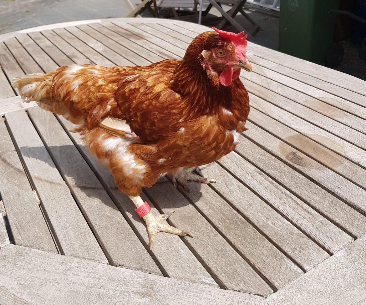 3D Printed Chicken Rings