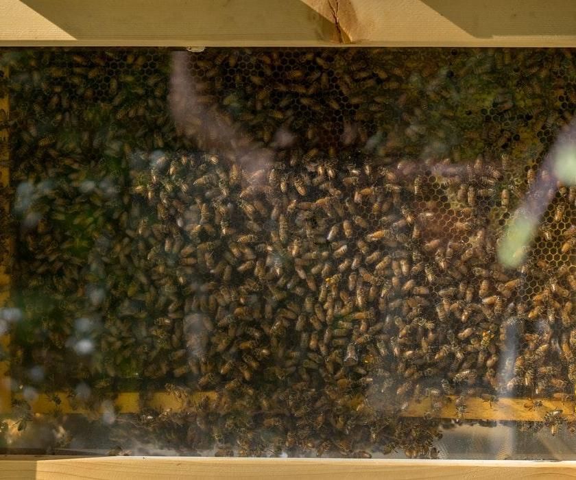 Urban Farming Integrated With Beekeeping
