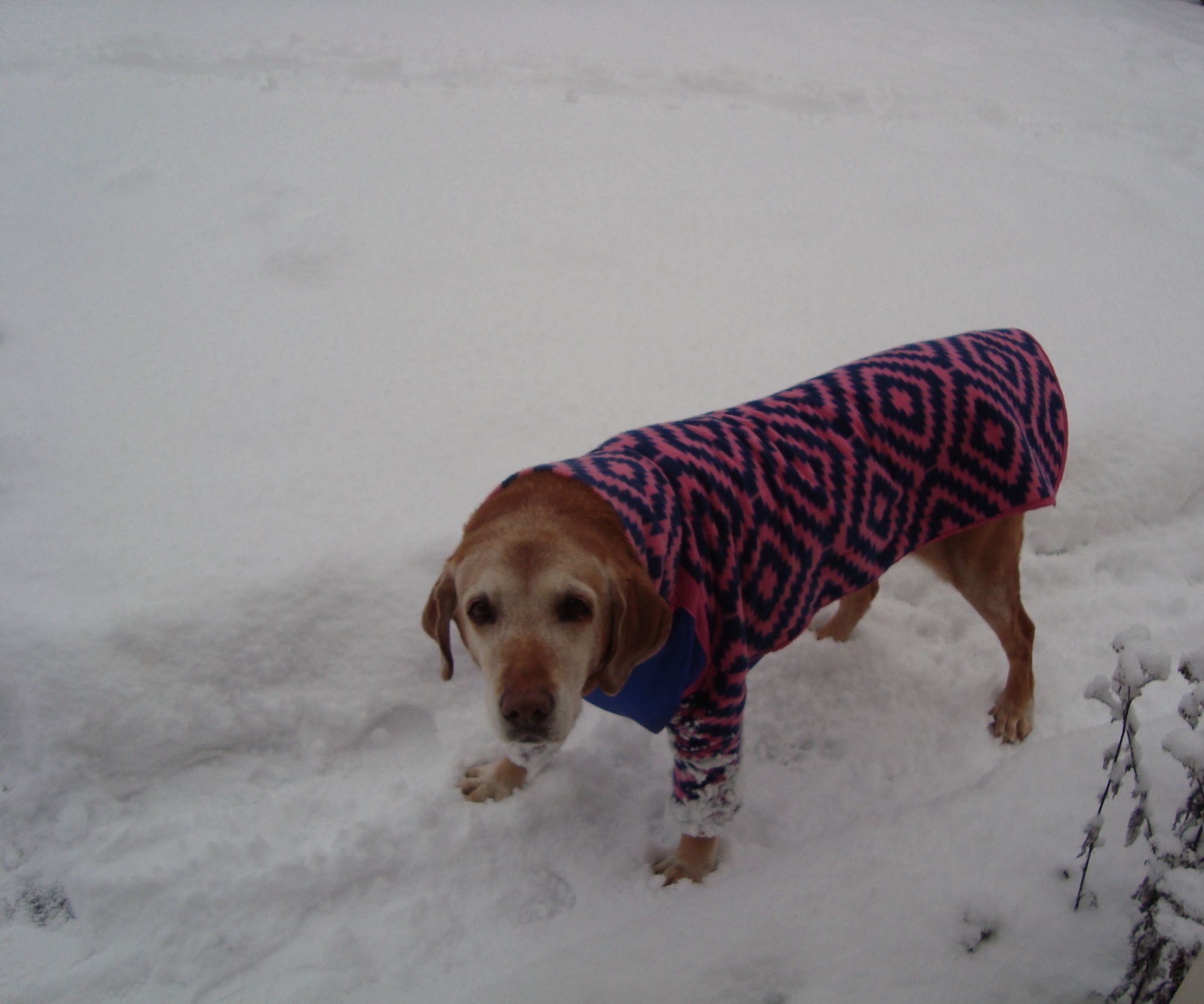 Coat for Arthritic Dog