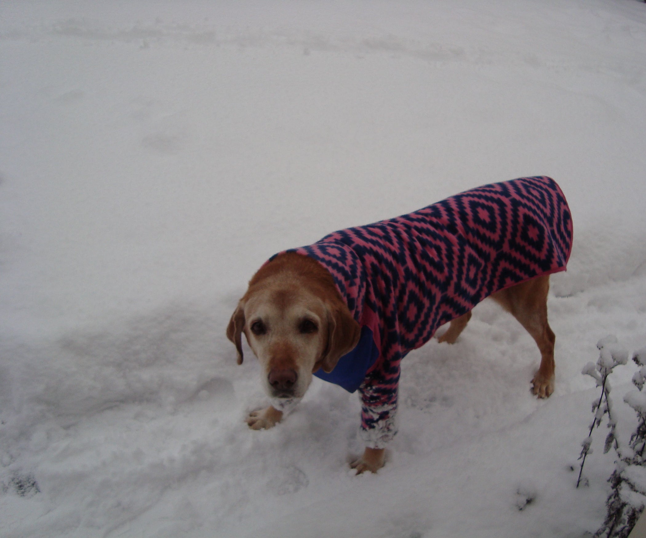 Coat for Arthritic Dog 7 Steps (with Pictures) Instructables