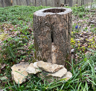 Move Hollow Log in to Place and Add Rock "Porch"
