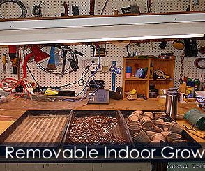 Starting Seeds Indoors Under Grow Lights