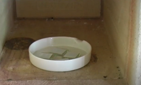 COOKING OF THE FTO GLASSES