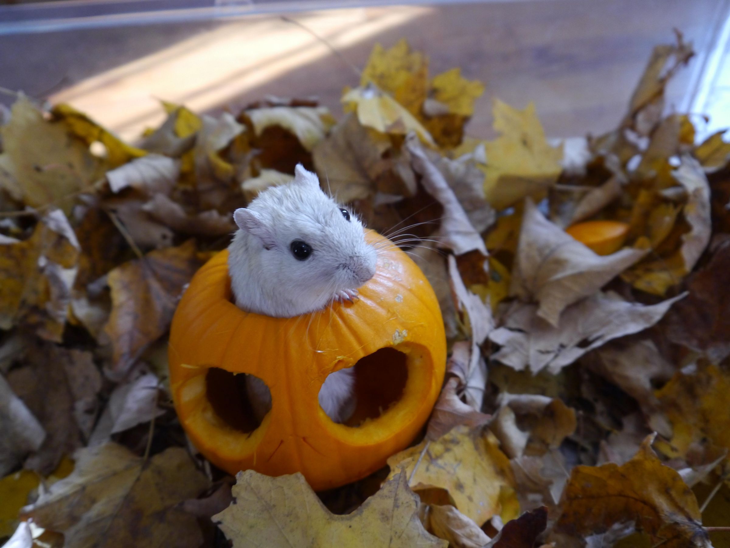 Picture of Rodent Residence : 4 Steps (with Pictures) - Instructables