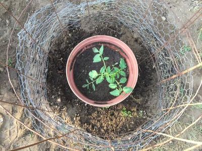 Plant Your Tomatoes and Protect the Perimeter