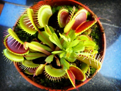 Choose Your Plant(s)