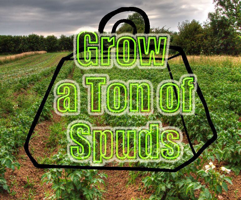 Grow a Ton of Potatoes