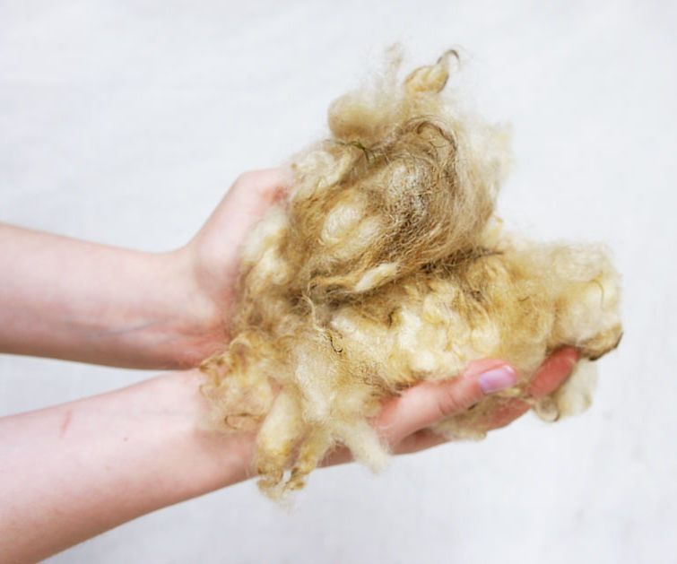 Scouring (Washing) Wool With Urine