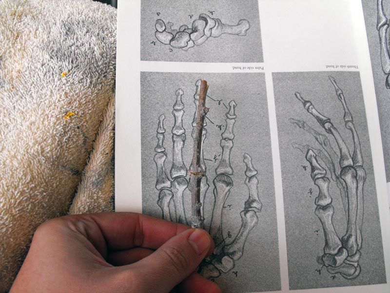 Stick and String Bones