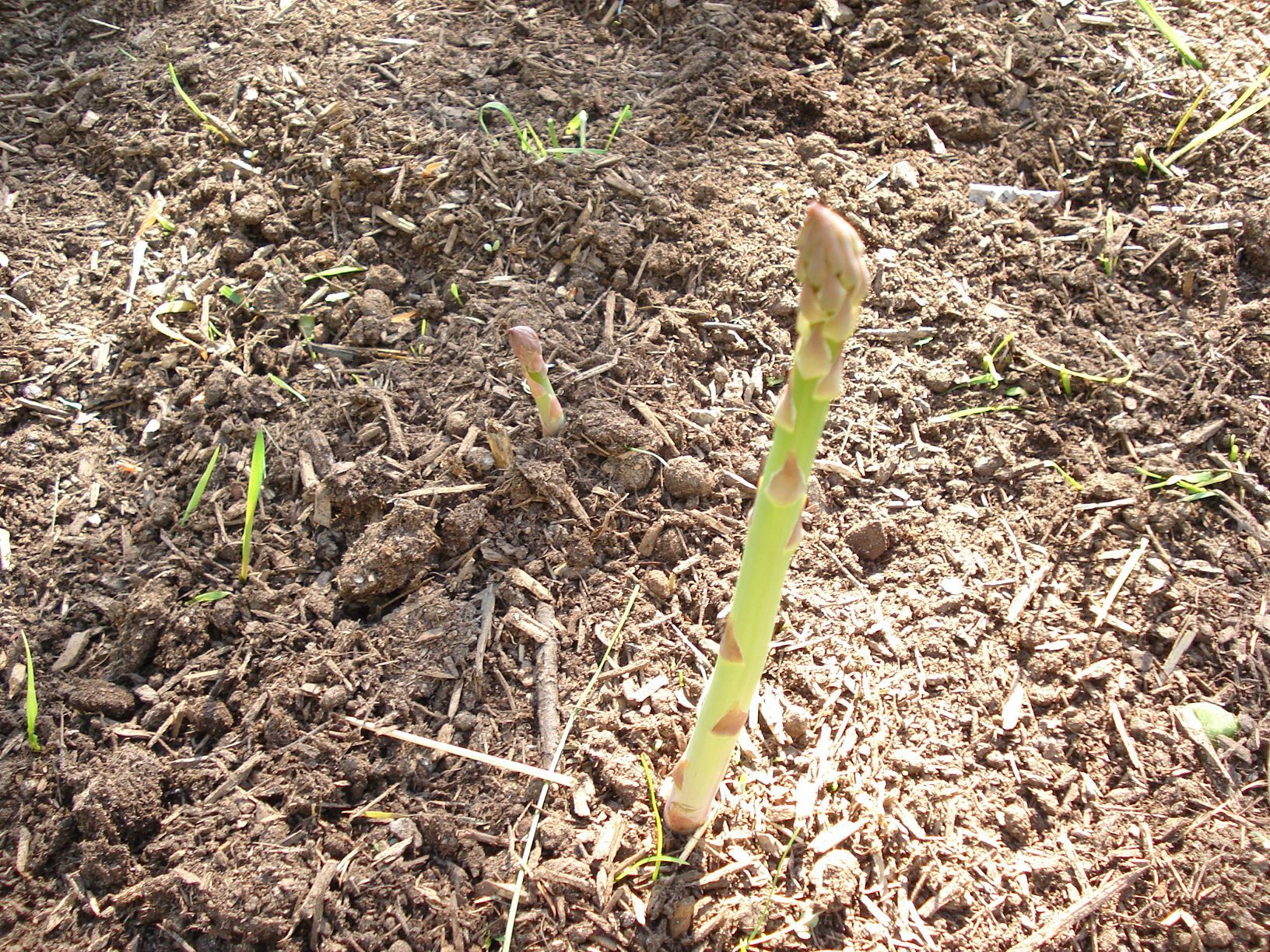 How to Grow Asparagus