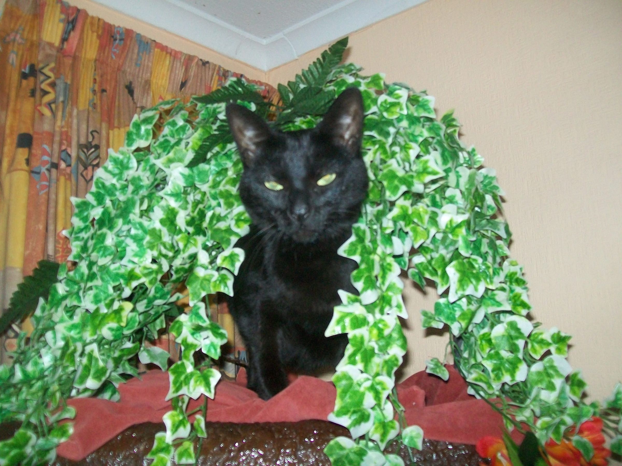Real Looking Cat Climbing Tree Instructables