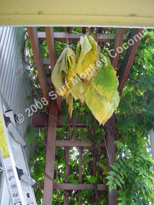 smelling tobacco meaning spiritual Dragon's Blood Incense Benefits: Meaning & Spiritual Properties