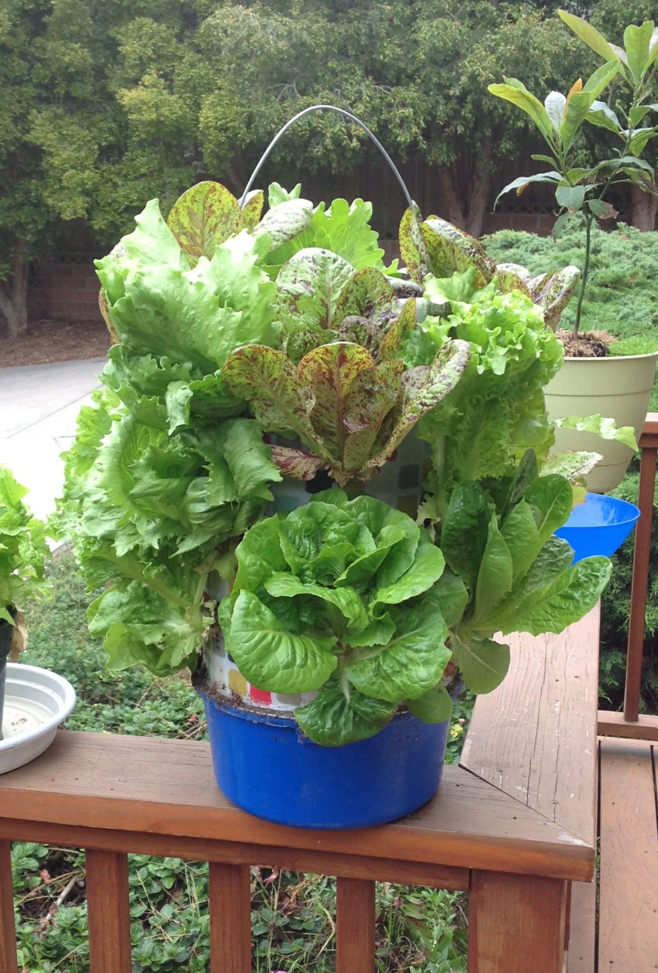 Vertical Gardens - Lettuce Trees : 12 Steps (with Pictures) - Instructables