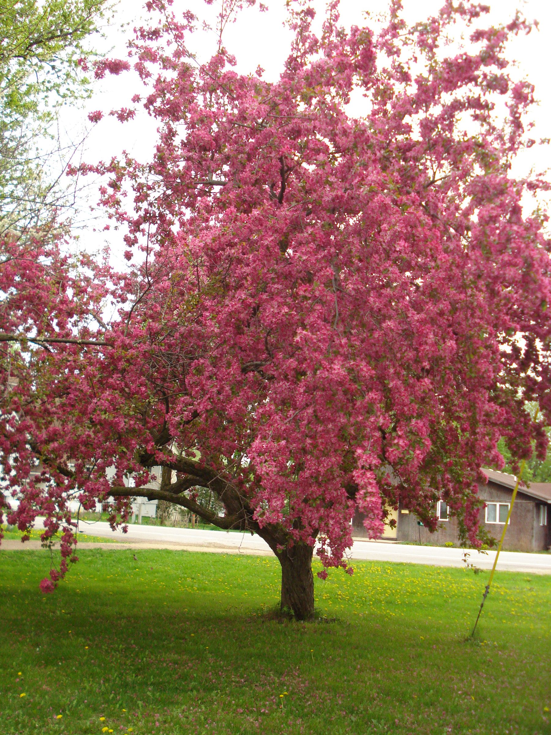 My Crab Apple Tree