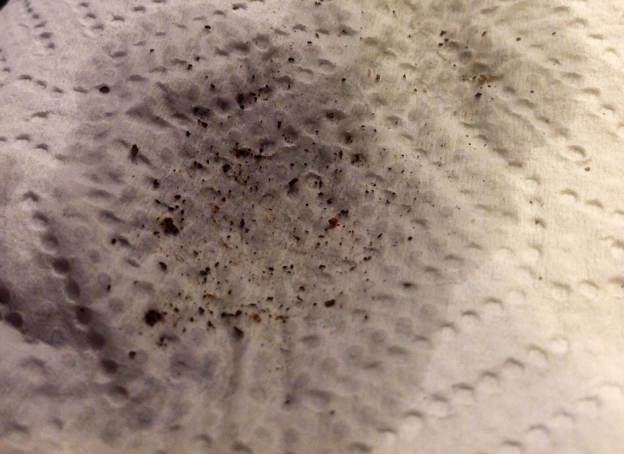 Flea Poop 5 Steps Instructables