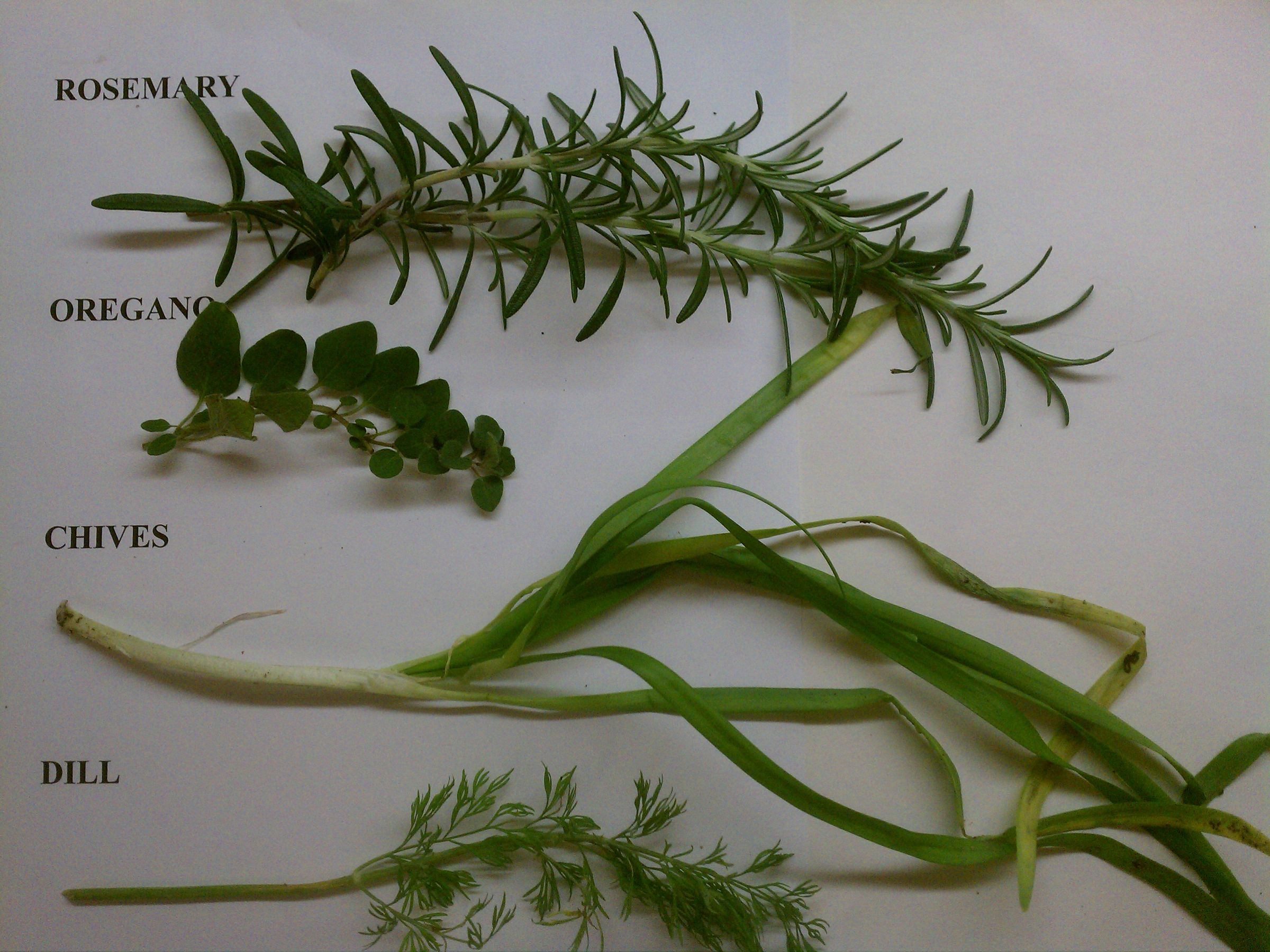 Prepare and Use Fresh Herbs