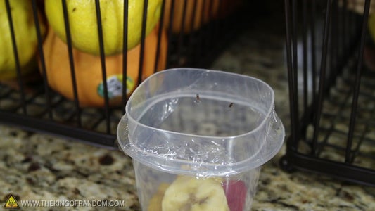 Fruit Fly Hack