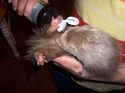 Back to Finnigan! Prepping the Ferret.