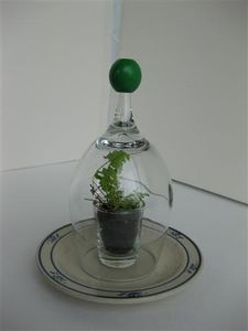 Shot & Wine Glass Terrarium / Seed Starter