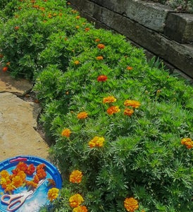 Heirloom Seeds, 90 Years & Counting!