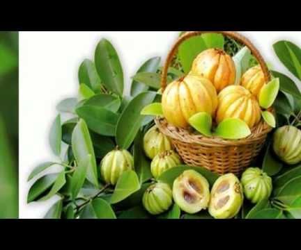 Free Trial Garcinia Cambogia