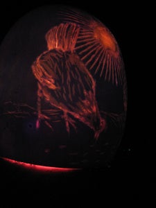 Melon Lantern Aka Chinese Lantern