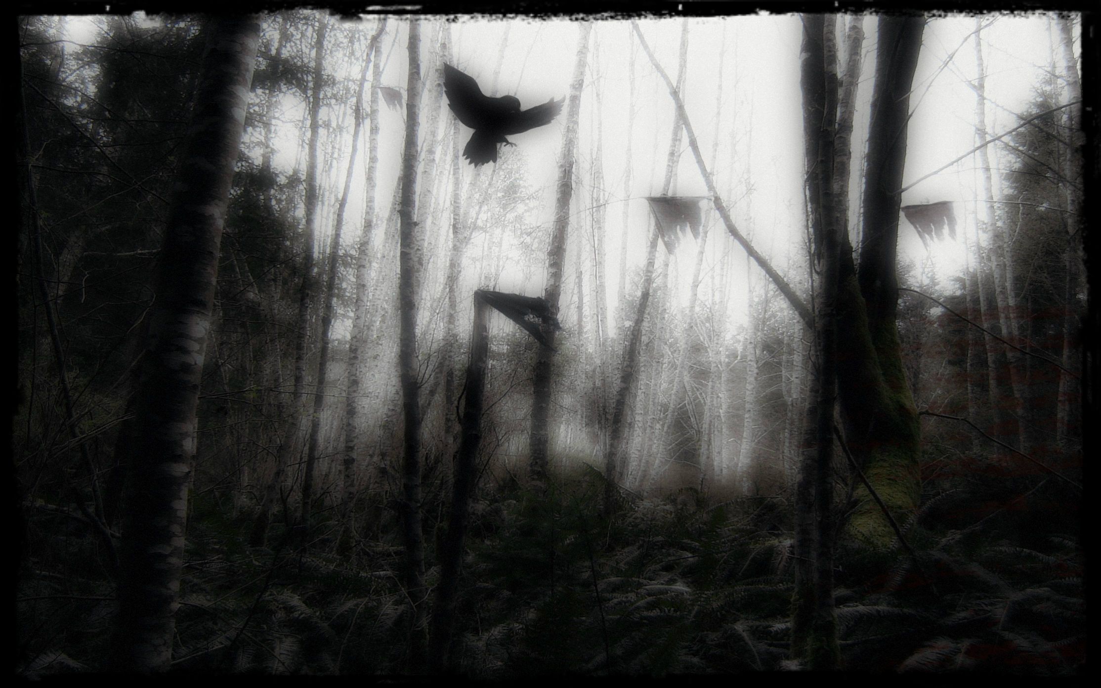 Scary Woods Photo Edit