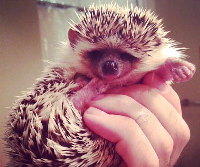 Hedgehog Mani-Pedis