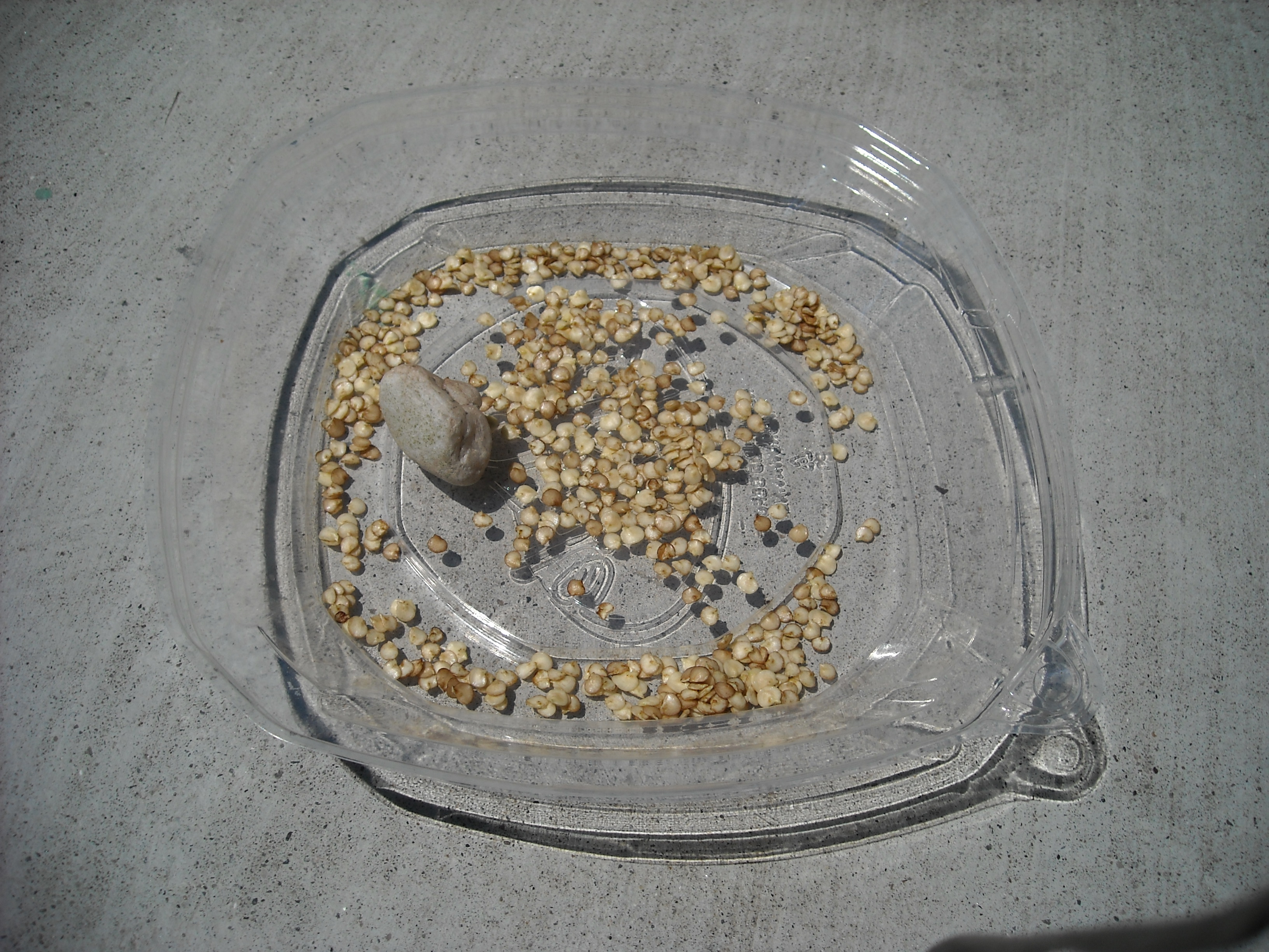 How to Grow Peppers! Propagating Peppers! 10 Steps (with Pictures