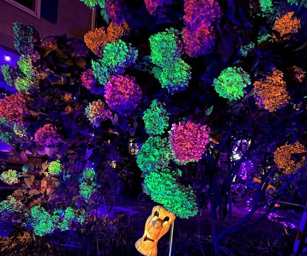 Flourescent Hydrangea
