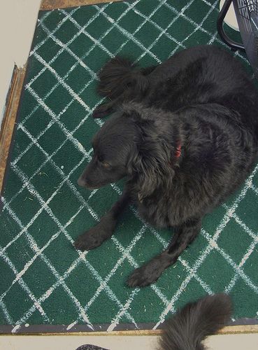 Stumble-Proof Mat for Pet Owners