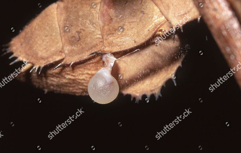 How to Keep a Pet Spiny Leaf Insect 7 Steps (with Pictures